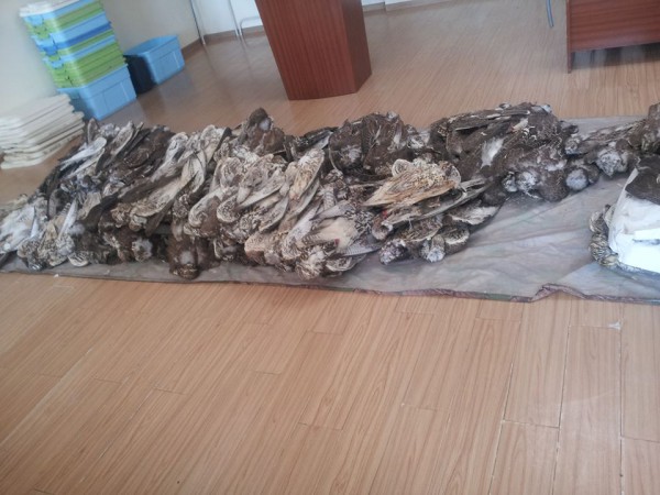 11079816_1429705823990605_991746228_n