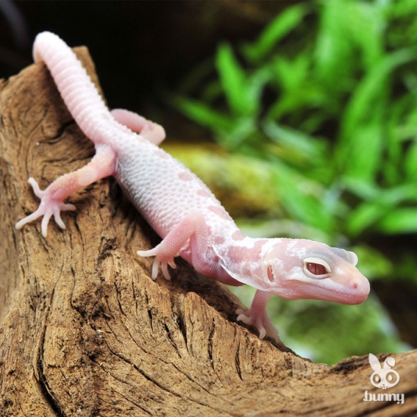 3606aba65235eb8997f10628679cebef