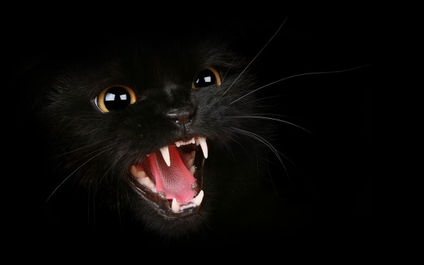 Black-Cat-HD-Wallpapers-12