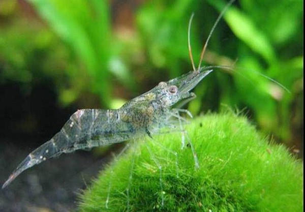 10645060_950203211743296_6503459290932562786_n