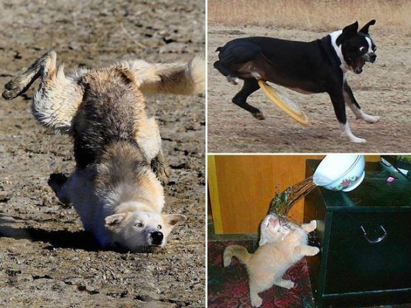 11109431_947471675349783_7860525907103027881_n