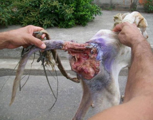 11113912_1574983102768481_4016324082615664036_n