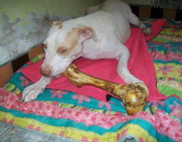 11295560_1574983512768440_1508794751157933668_n