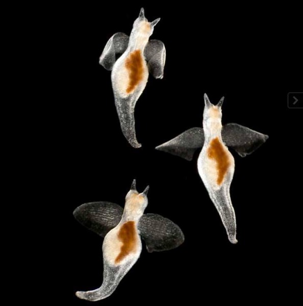 11295772_950203028409981_2617066834278758194_n