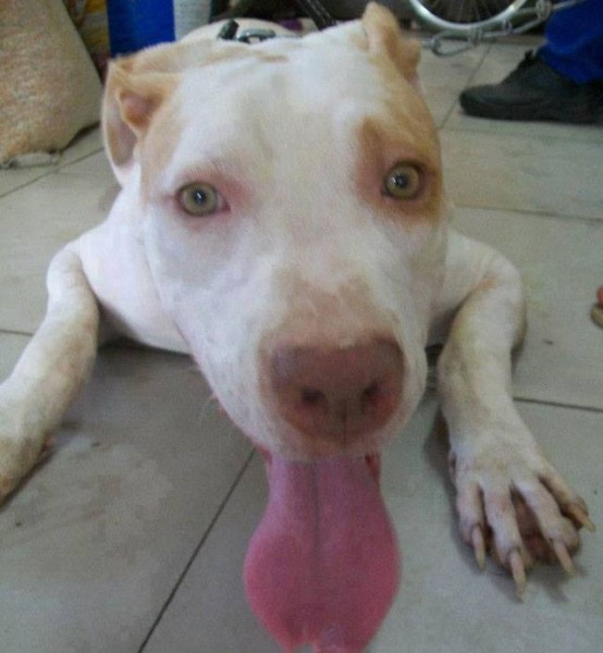 11295919_1574983572768434_4796089510774731701_n