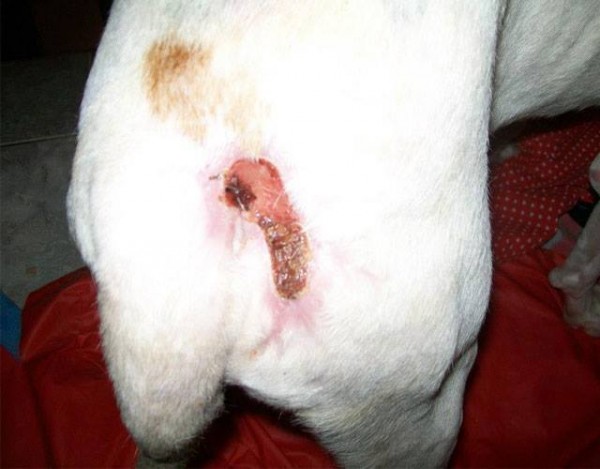 11329836_1574983422768449_3037206177733783266_n