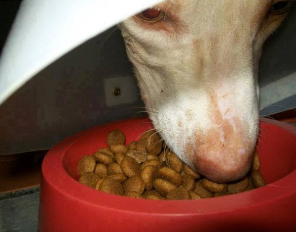 11329960_1574983379435120_2066399015854116090_n