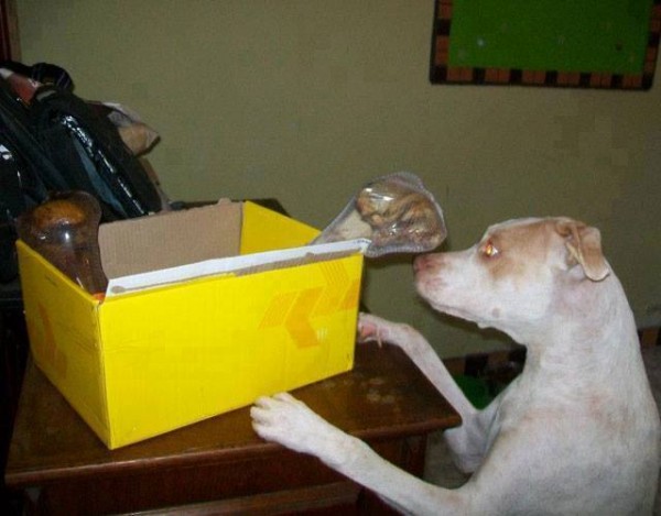 11351140_1574983466101778_3719413642489487989_n