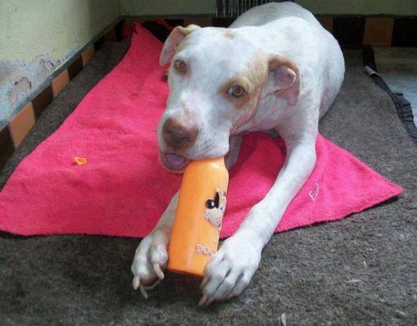 11390163_1574983469435111_628699519568452656_n