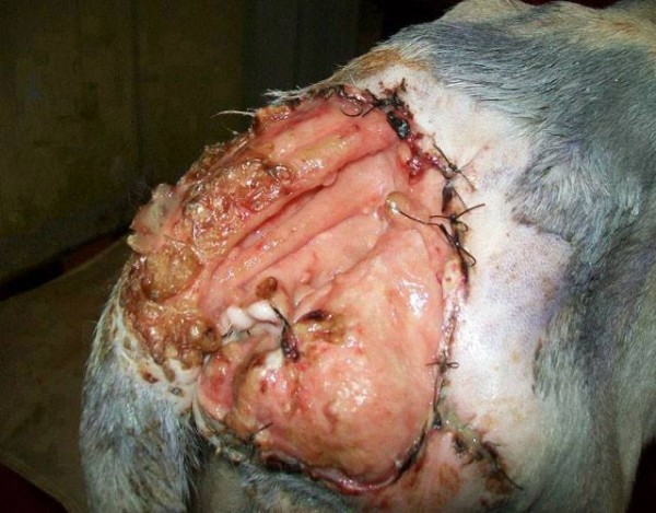 11391483_1574983172768474_2411964964701568168_n