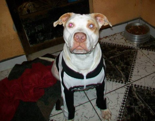 11391767_1574983599435098_2952918014115391653_n