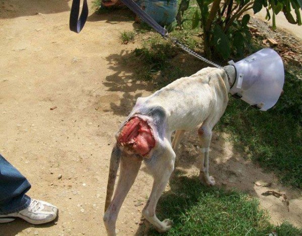 11392916_1574983619435096_4429824460672063861_n