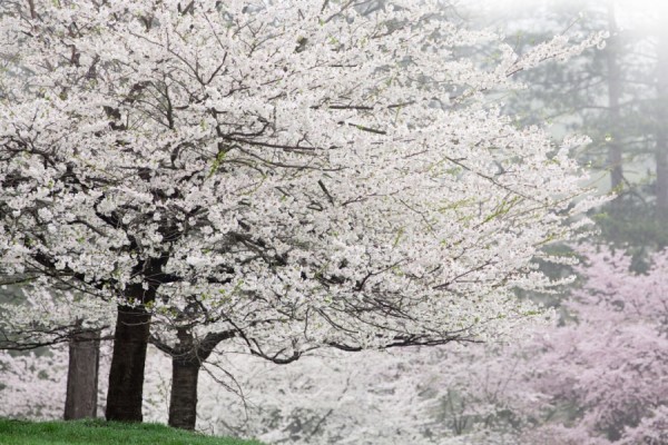 16268910-R3L8T8D-900-blossoms_23