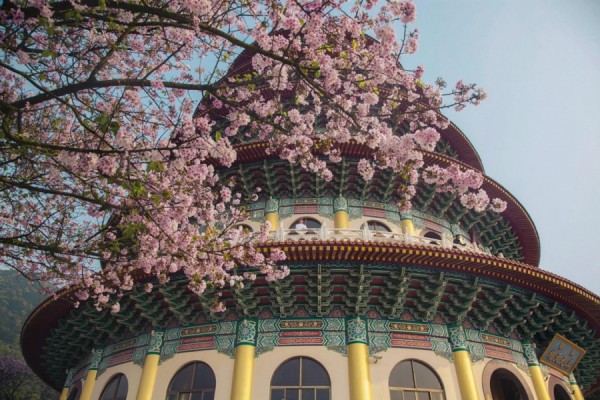 16269960-R3L8T8D-900-blossoms_31