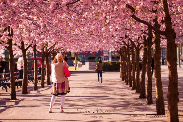 16274110-R3L8T8D-900-under-the-cherry-blossoms_1