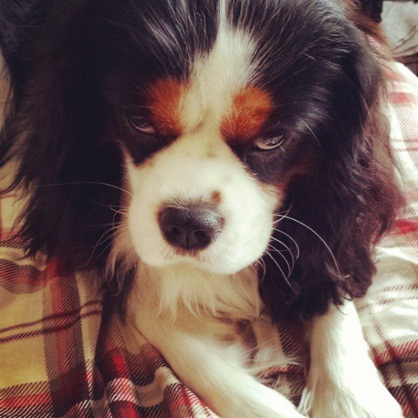 10407886_963722560391361_4645943299329036573_n