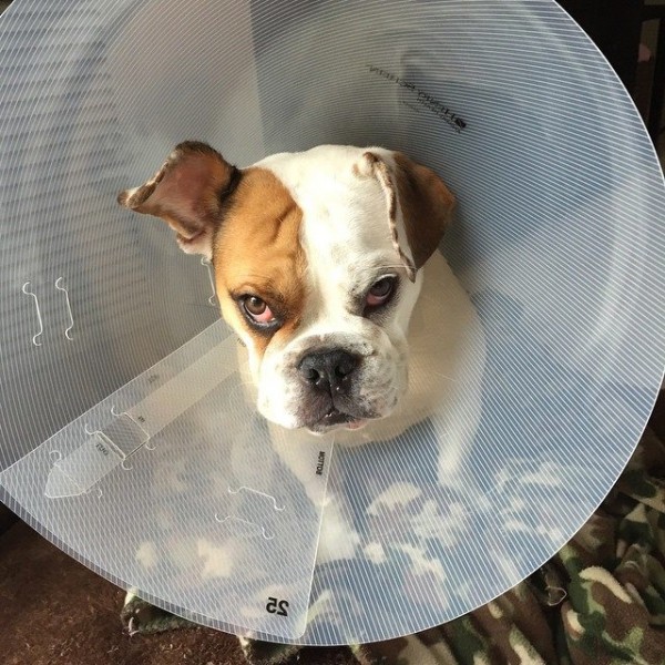 10421532_963722953724655_1145956667962577864_n