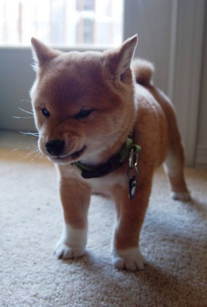 10685580_963721000391517_7668173717449897576_n