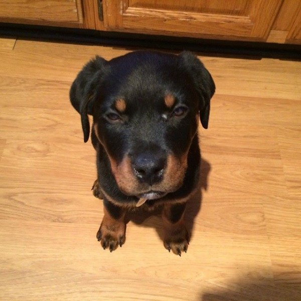 10929073_963722603724690_1435953072587347484_n