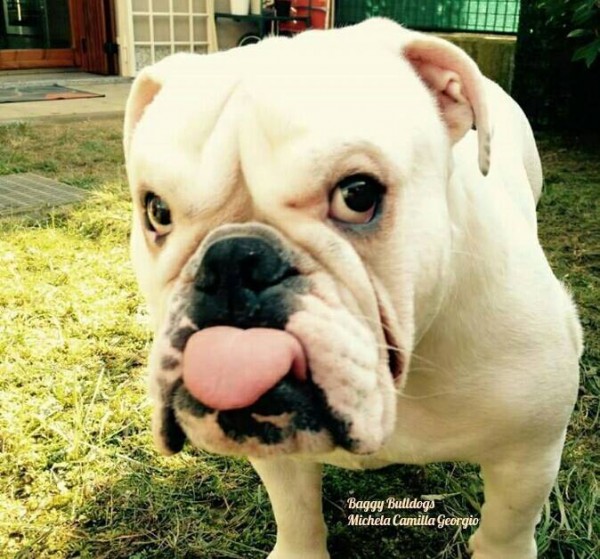 11401412_963722177058066_7524953078940986749_n