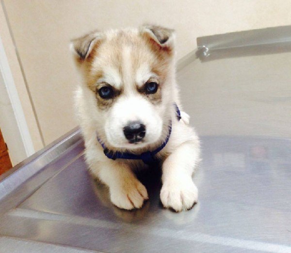 11406955_963722450391372_4006335111445208597_n