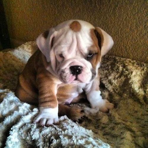 11425504_963721470391470_5236016549470570925_n