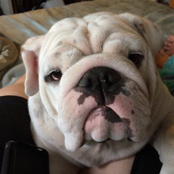 11535843_963721343724816_7925140428512599027_n