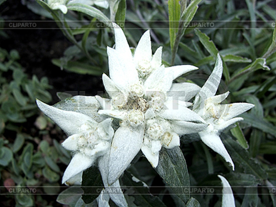 3045493-edelweiss-flower