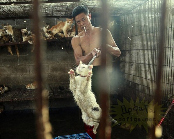 Ìíîãèå æèâîòíûå óìèðàþò îò øîêà, ãîëîäàíèÿ è îáåçâîæèâàíèÿ ïî ïóòè. Òåõ, êîòîðûå âûæèâàþò, çàáèâàþò äî ñìåðòè èëè ïåðåðåçàþò ãîðëî íà óëè÷íûõ ðûíêàõ è íåçàêîííûõ ñêîòîáîéíÿõ