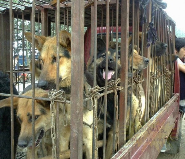 Ïîñëå òîãî, êàê îíè ïðèáûâàþò â Þëèí, ñîáàê çàáèâàþò äî ñìåðòè, à èõ ìÿñî ïðîäàåòñÿ íà åæåãîäíîì ôåñòèâàëå, çíàìåíóþùåì ëåòíåãî ñîëíöåñòîÿíèå.