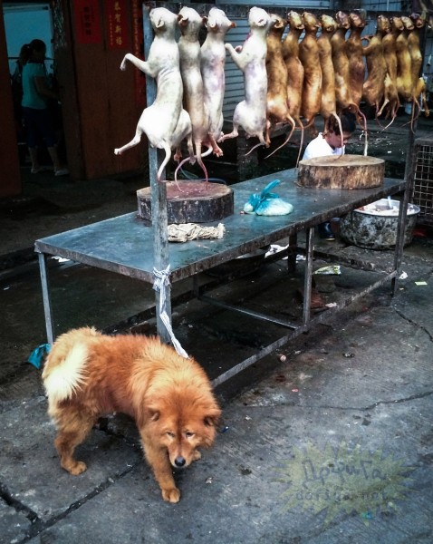  ñâÿçè ñ áîðüáîé ñ æåñòîêèì îáðàùåíèåì ñ æèâîòíûìè, ìåñòíûå ðàáîòíèêè ñêîòîáîåí áûëè ïðîèíñòðóêòèðîâàíû çàáèâàòü æèâîòíûõ ïîä ïîêðîâîì òåìíîòû, à ðåñòîðàíû óäàëèëè èç ñâîèõ ìåíþ ñëîâà «ñîáà÷üå ìÿñî» â ïîïûòêå ñêðûòü ñóùåñòâîâàíèå ôåñòèâàëÿ.