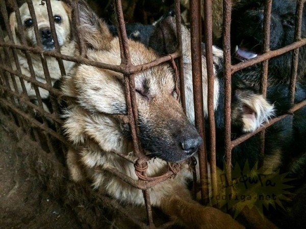 Ìû âèäåëè äâå ïðîâîëî÷íûå êëåòêè, íàïîëíåííûå êîøêàìè, îæèäàþùèìè ñâîåé ñìåðòè íà ñëåäóþùèé äåíü. Îíè ñòðàäàþò îò äëèòåëüíûõ ïîåçäîê, ëèøåíèå ïèùè, ïñèõè÷åñêèõ òðàâì, è áîëåçíåé. Íåêîòîðûå èç íèõ íîñèëè îøåéíèêè.