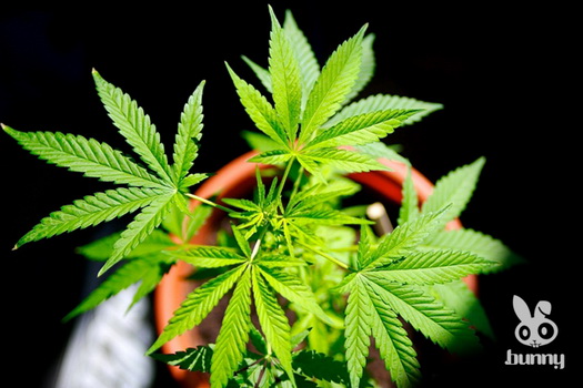 4a0bu580culj7f0dflmdrh6j0u