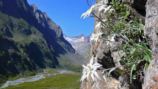 edelweiss