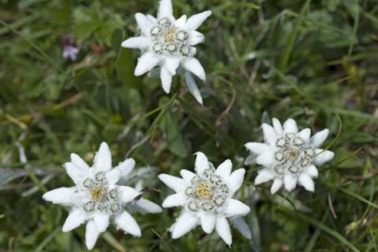 edelweiss_DW_Wissen_422858g1
