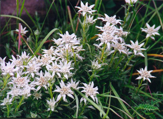 tf-tibetan-edelweiss-bunch-july2002