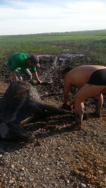 11714294_525787850908895_1167655087_n