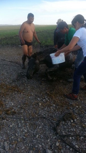 11720446_525787870908893_27367633_n