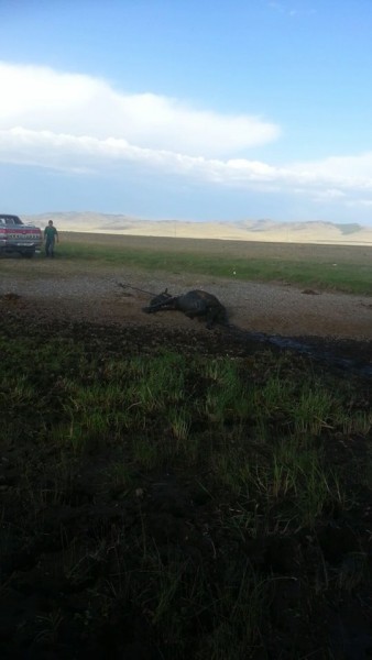 11720705_525787647575582_72803898_n