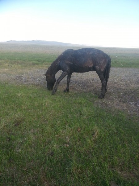 11736953_525693467585000_1359053564_n