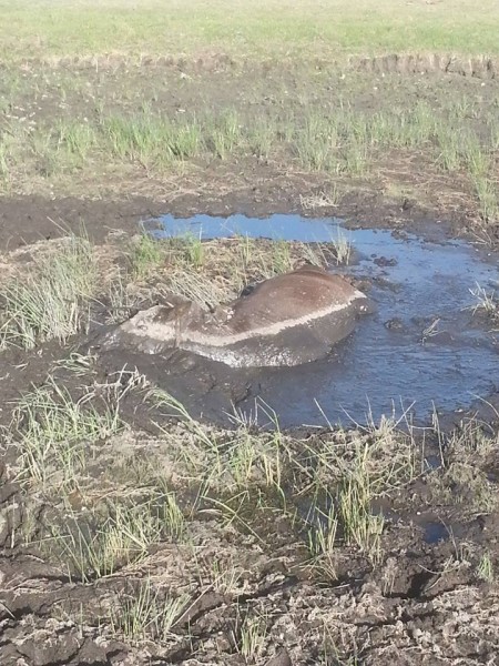 11737026_525693844251629_1613500613_n