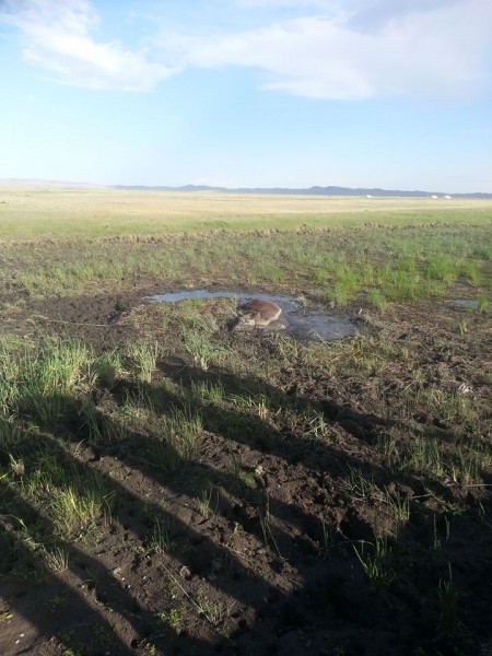 11739666_525687940918886_1727012726_n