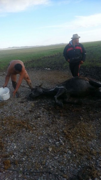 11748547_525788184242195_2083610302_n