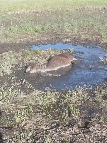 11751142_525693830918297_683229359_n