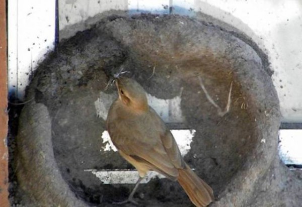 11057234_998892670207683_7863006225763545657_n