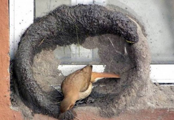 11222795_998892636874353_5597985883263641084_n