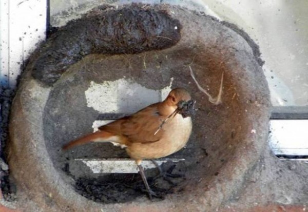 11260645_998892820207668_590690493711887236_n