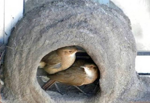 11694747_998893046874312_8567583263705250616_n