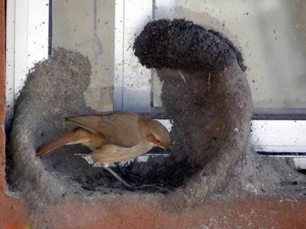 11828789_998893113540972_6426857563457155744_n