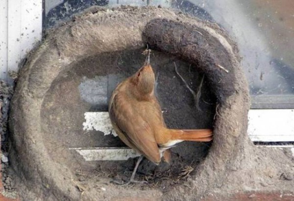 11831735_998892990207651_6765856974310186829_n